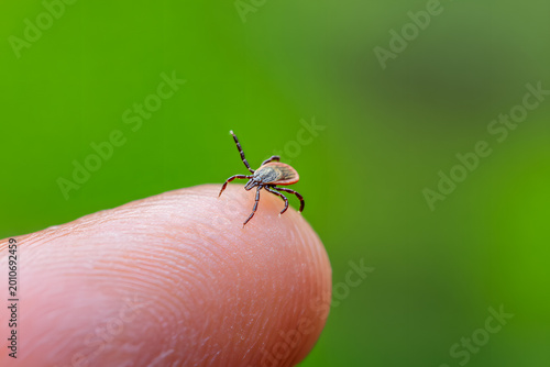 A harmless tick insect on a fingertip against a green grassy background