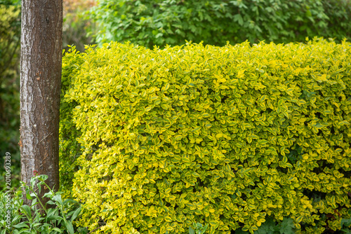 Trimmed green bush in residential garden in Douvres-la-Delivrande, France. Shaped ornamental shrub in French garden, controlled nature concept