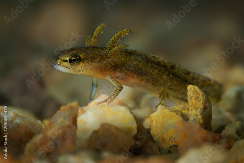 Canvas Print Smooth Newt Lissotriton vulgaris larva with external gills, spotted olive-brown
