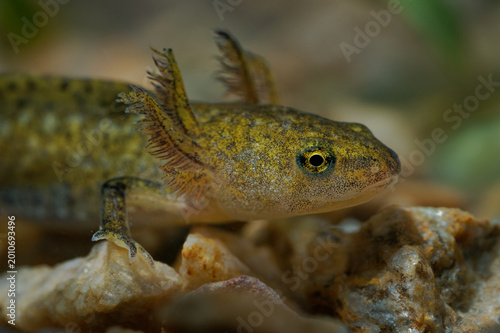 Smooth Newt Lissotriton vulgaris larva with external gills, spotted olive-brown skin, standing on rocks underwater, close-up macro, Europe, aquatic amphibian juvenile stage