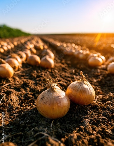 Fresh yellow onions harvested and lying on the dark soil of a large agricultural field during a bright sunny day with a warm golden hour light in the background