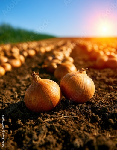 Fresh yellow onions harvested in a field at sunset with rows of vegetables stretching into the distance under a clear blue sky in a rural agricultural farm setting during summer