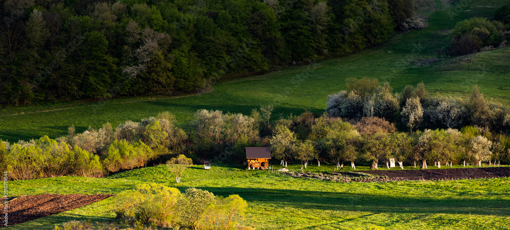 Fototapeta premium bright green landscape in early summer