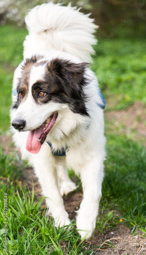 Fototapeta premium happy white dog on green meadow