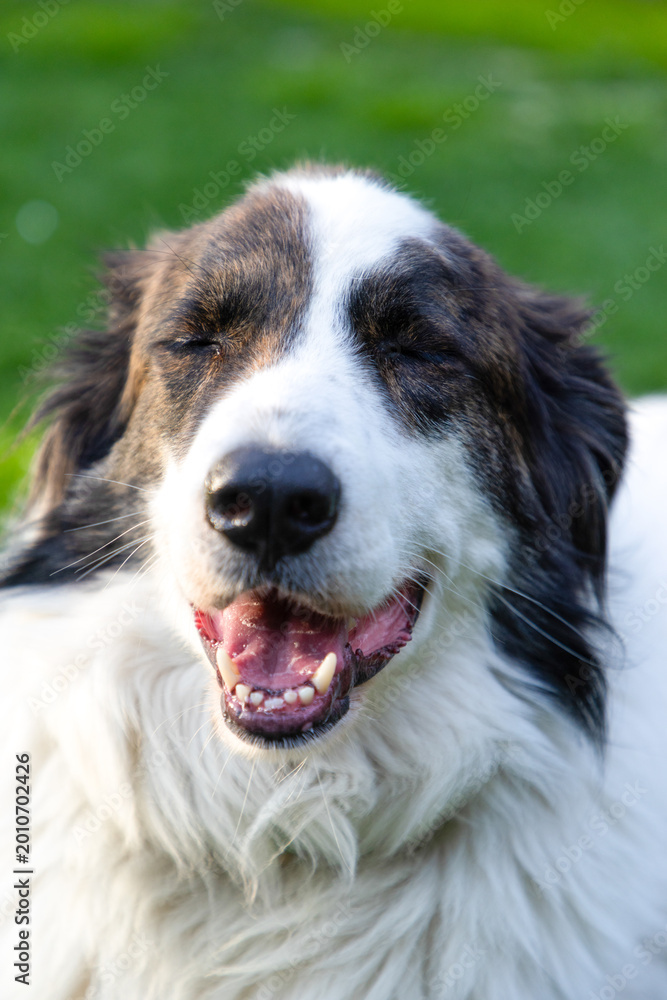 Fototapeta premium happy white dog on green meadow