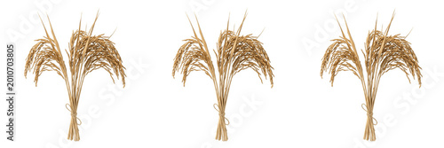 Konstfotografi Organic golden dried wheat stalks bunch sheaf for agriculture harvest cereal aut