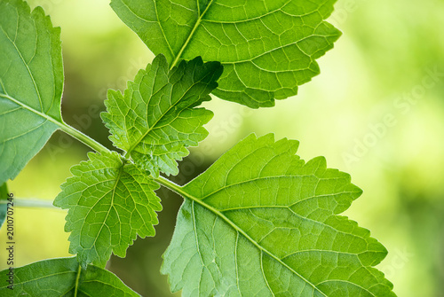 Konstfotografi Patchouli or Pogostemon cablin (Blanco) Benth