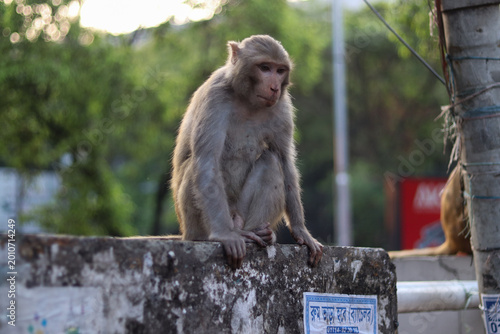 Canvas Print Rhesus macaque monkey sitting on a rough concrete wall in an urban area of Dhaka, Bangladesh, with green trees blurred in the background