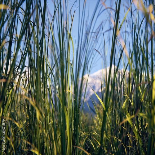 Tall Grass Sways Gently Under the Blue Sky in a Rural Setting During Daylight...