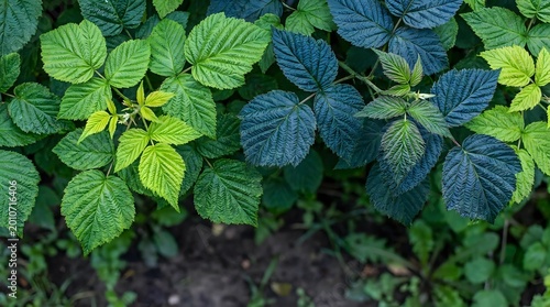 Fresh raspberry leaves with vivid green and blue-toned foliage, showcasing natural texture and detail in a lush garden setting.