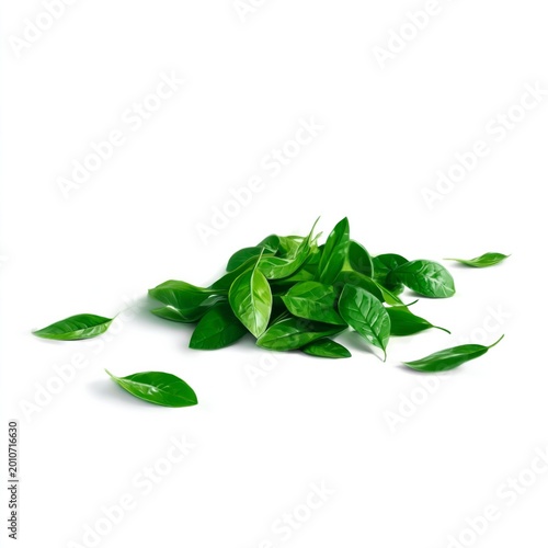 Green Leaves Arranged on a White Background in Natural Light During Daytime
