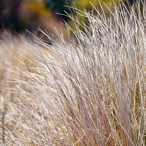 Golden Light Shines on Tall Grass in the Early Morning Sun