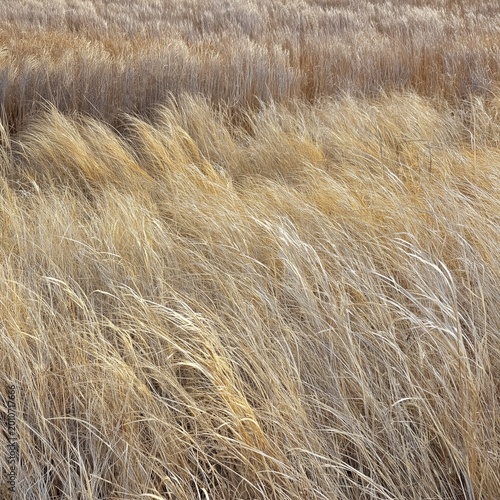 Golden Grass Sways in the Wind on a Sunny Day in an Open Field