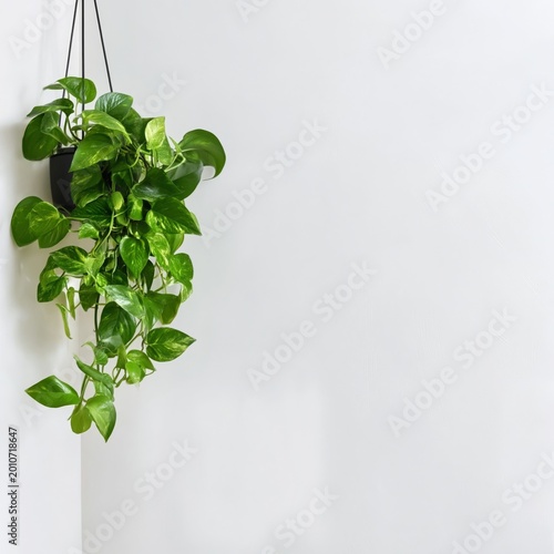 Green Plant Growing Against a Wall in a Bright Room With Sunlight