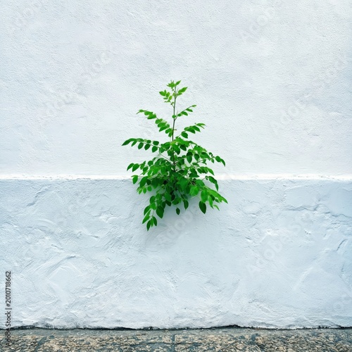 Green Plant Grows Through White Wall in Urban Setting Near a Stone Floor in B...