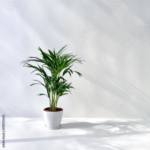 Potted Plant Stands on a White Surface Against a Light Background Creating Sh...