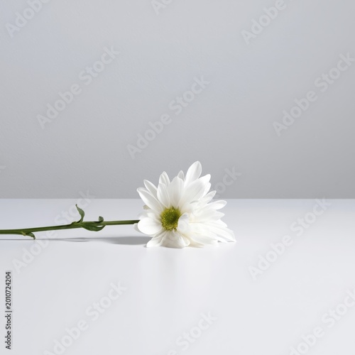 White Flower Rests on a Plain Surface With Light Background