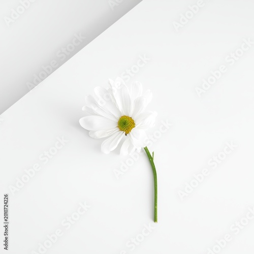 White Flower Placed on a Clean Surface Against a Light Background