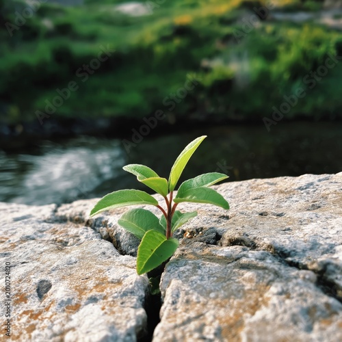 Small Plant Grows Between Rocks Near a Body of Water During Daylight Hours