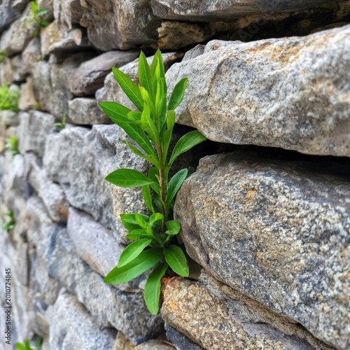 Small Plant Grows Between Rocks Near a Body of Water During Daylight Hours