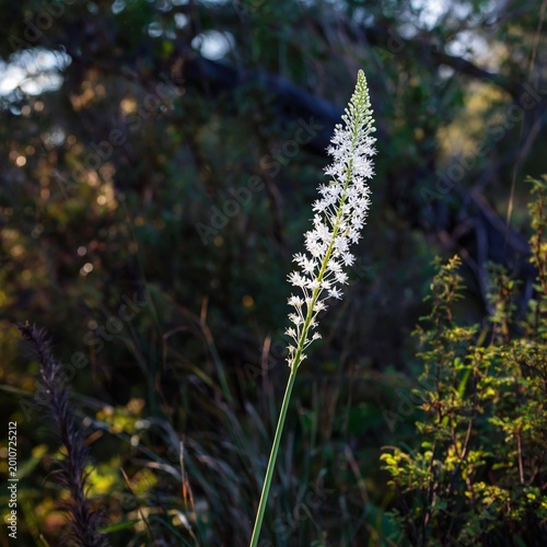 White Flower Stands Tall in the Field During Sunset With Soft Colors in the B...