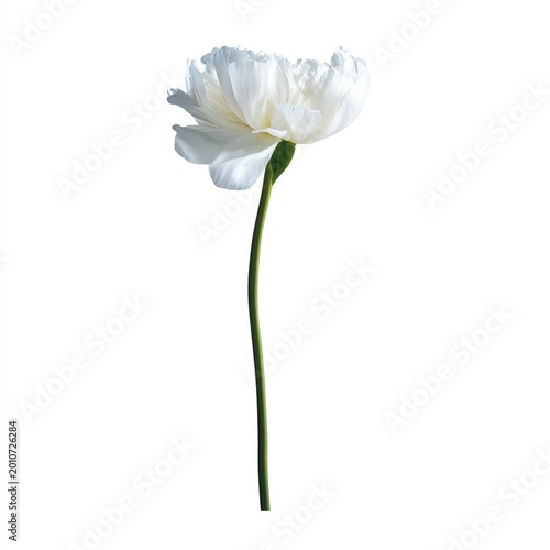 White Flower With Many Petals Showing Green Stem Against Plain Background