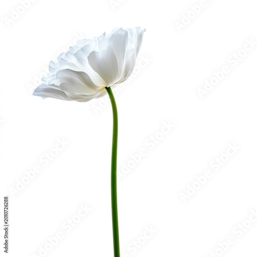 White Flower Standing Tall Against a Plain Background in Bright Light