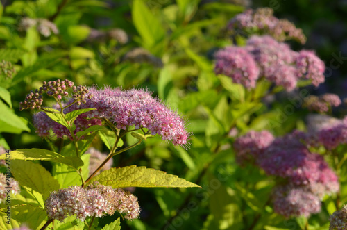 Konstfotografi Pink Spiraea japonica flowers blooming on a green shrub in the summer garden