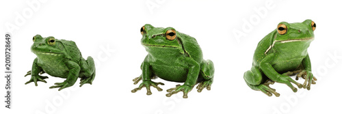 Tableau sur toile Realistic Green Tree Frog Exotic Tropical Wildlife Amphibian PNG