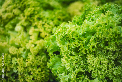 Freshly harvested lollo bionda lettuce with crisp green leaves