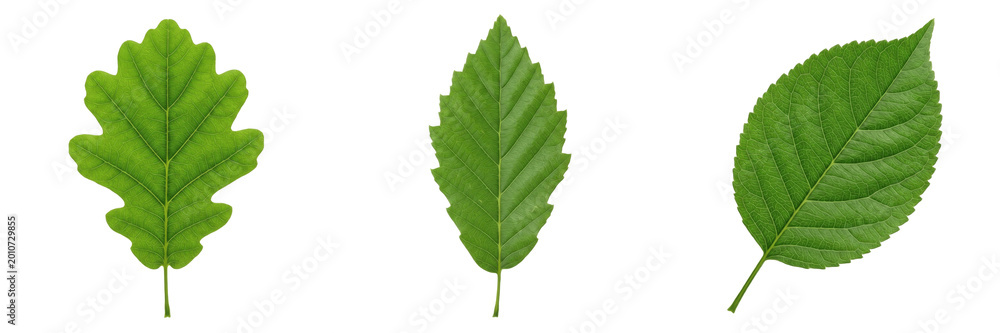 Fototapeta premium Set and collection of single green tree leaf isolated on white background