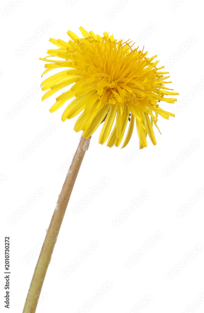 Fototapeta premium One beautiful dandelion flower isolated on white