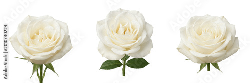 Foto Set and collection of single white rose flower isolated on white background