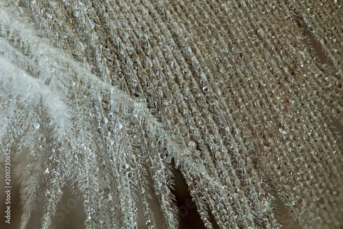 Canvas-taulu dew drops on a feather macro photo
