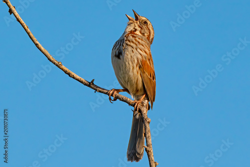 Cuadro en lienzo Song Sparrow singing in Boise Idaho