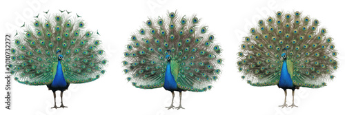 Foto Set and collection of peacock with open feathers isolated on white background