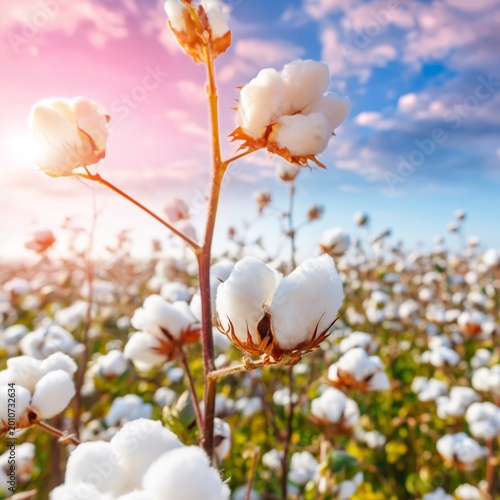 Cotton Plants Bloom in a Field During Sunset With a Colorful Sky in the Backg...