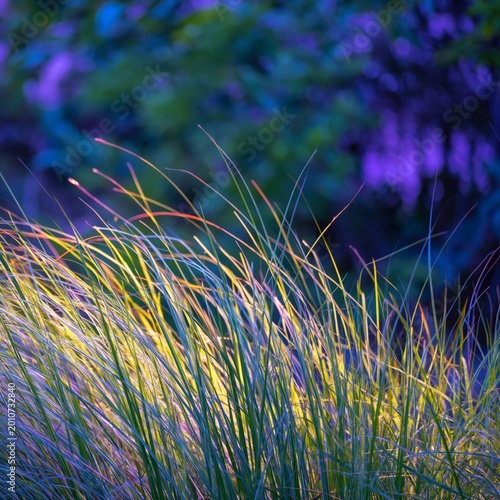 Sunlight Shines on Grass in a Garden During the Evening Hours Near Trees and ...