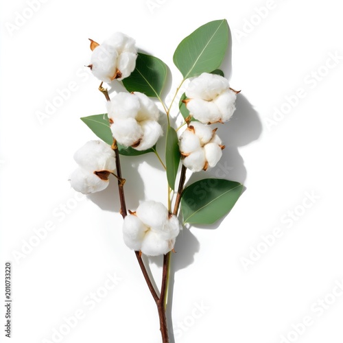 Cotton Plant Branch With White Cotton Bolls and Green Leaves on a White Backg...