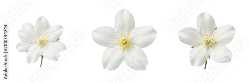 Fotografija Set and collection of white jasmine flower isolated on white background
