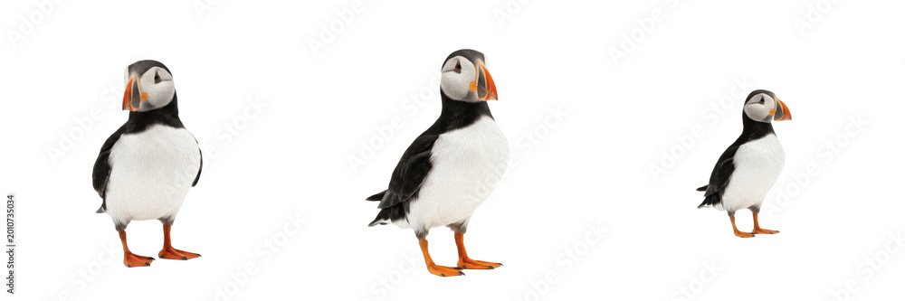 Fototapeta premium Set and collection of puffin bird standing isolated on white background