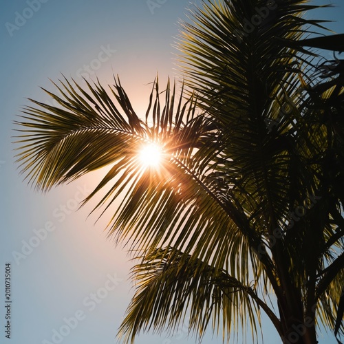 Sunlight Shines Through Palm Leaves Against a Clear Sky During Mid-Afternoon ...