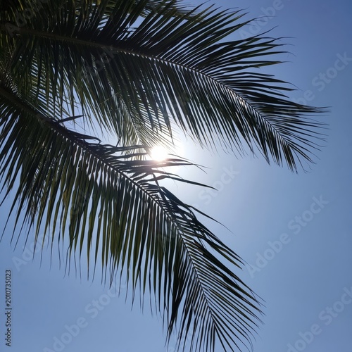 Sunlight Shines Through Palm Leaves Against a Clear Sky During Mid-Afternoon ...