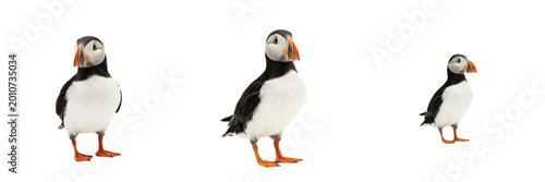 Obraz na płótnie Set and collection of puffin bird standing isolated on white background