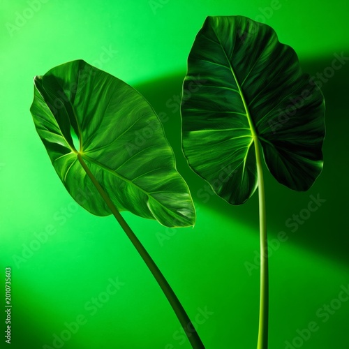 Green Tropical Leaves Stand Against a Bright Backdrop Showcasing Their Shape ...