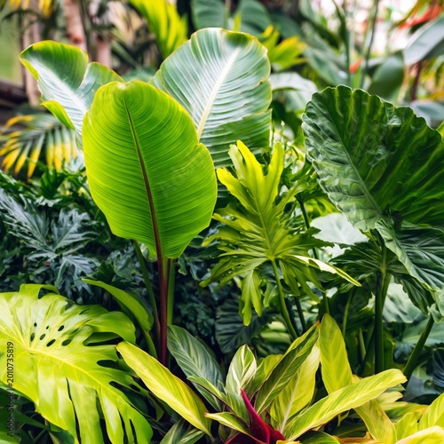 Lush Green Plants in a Vibrant Space With Tropical Foliage in a Garden Setting