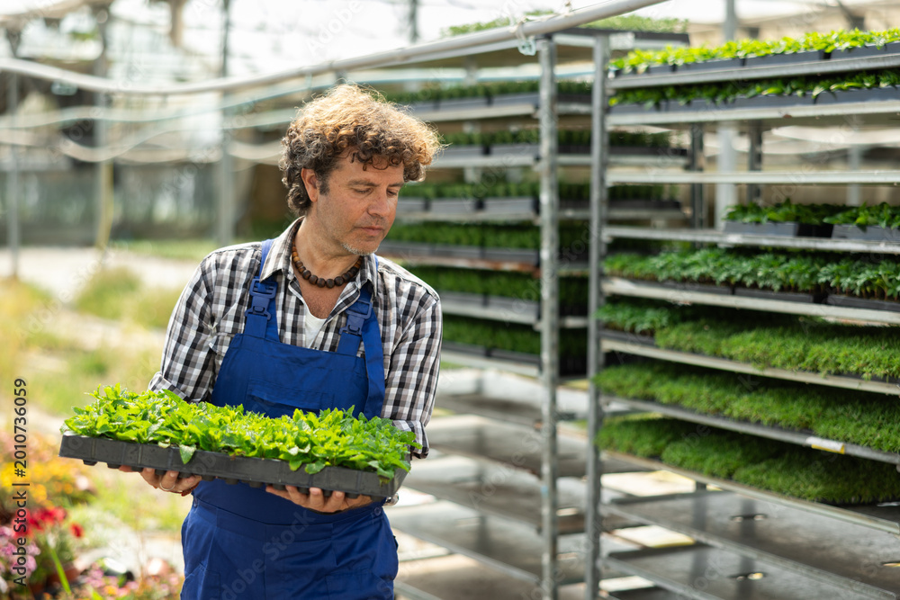 Obraz premium Man worker in a garden store stands near racks with seedlings and takes out shelves from there. Greenhouse male worker takes out a tray with plant seedlings