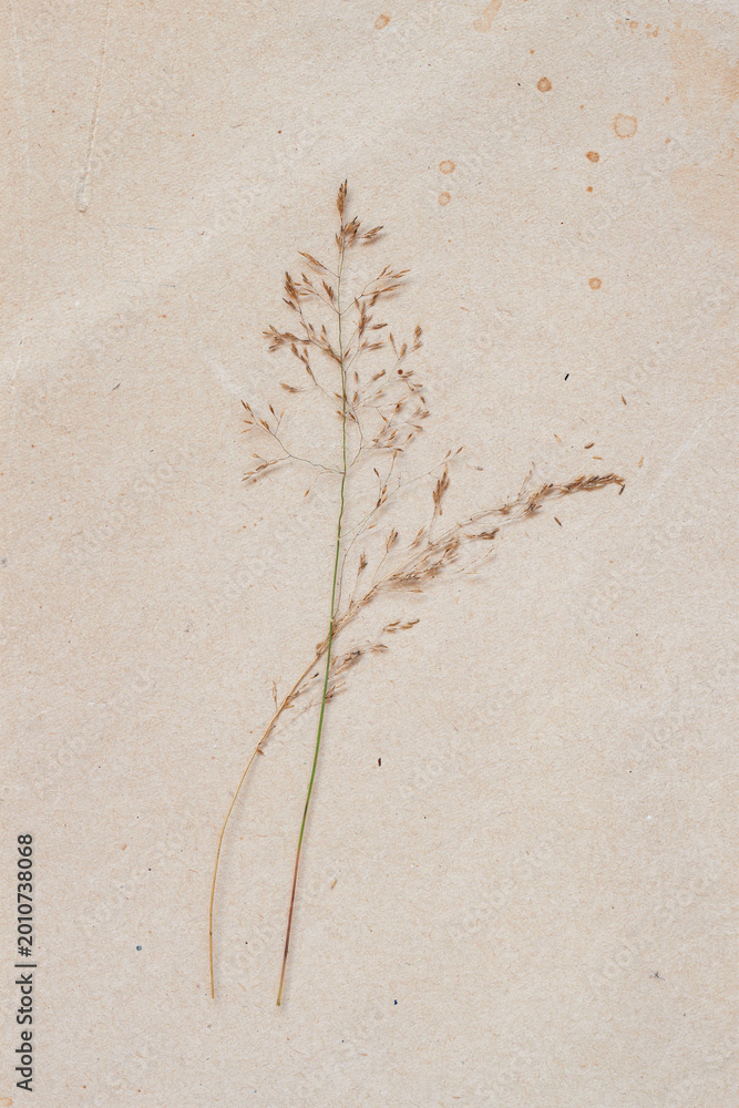 Naklejka premium Dried fragile grass stems on paper texture, botanical art, vintage style, ecology design. Natural minimalist herbarium background, delicate, fragile poster, card