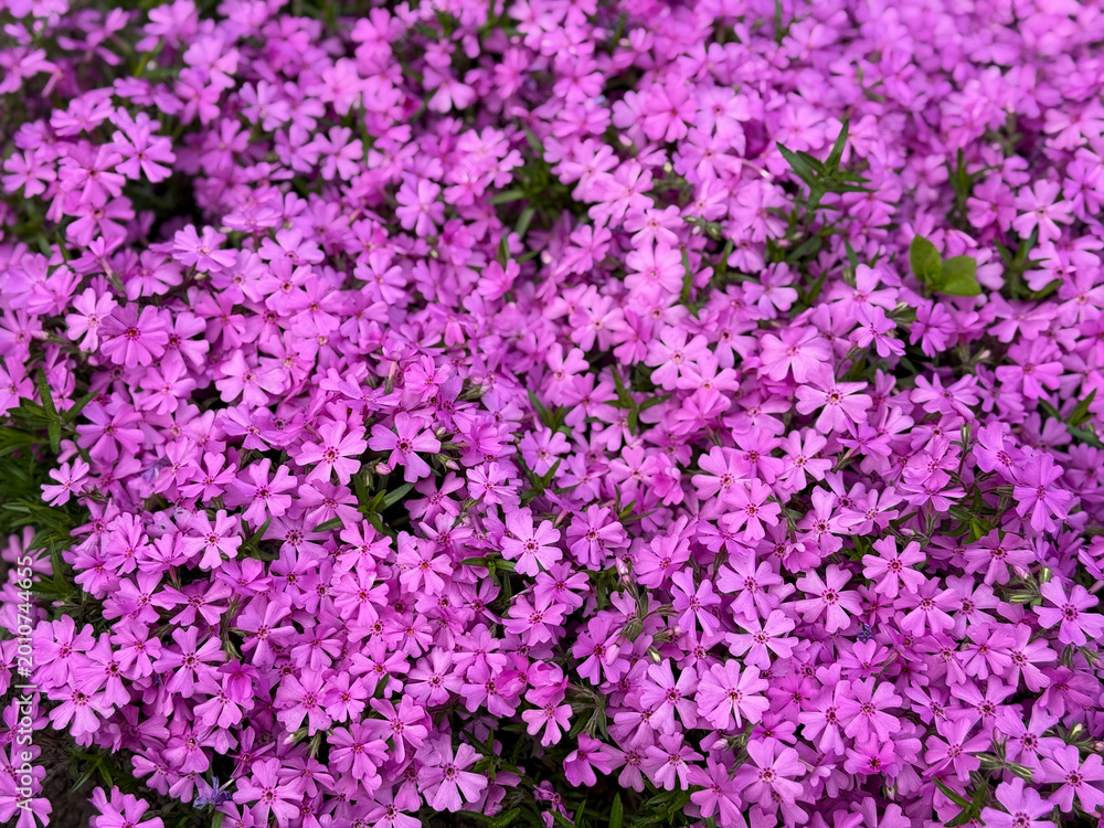 Fototapeta premium Beautiful blooming pink Creeping Phlox flowers top view, floral wallpaper background with pink Moss Phlox