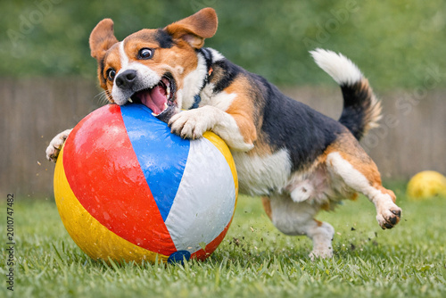 Dog with tongue out and ball in its mouth. Outdoor setting on grass.